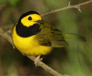 Hooded Warbler (yellow and black bird)