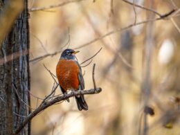 birds of wisconsin (american robin)