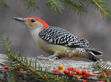 bird with red head (red bellied woodpecker)