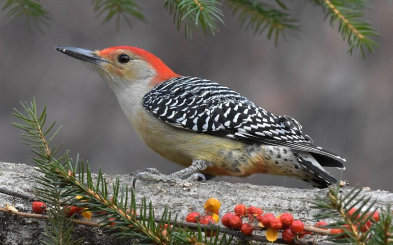 bird with red head (red bellied woodpecker)