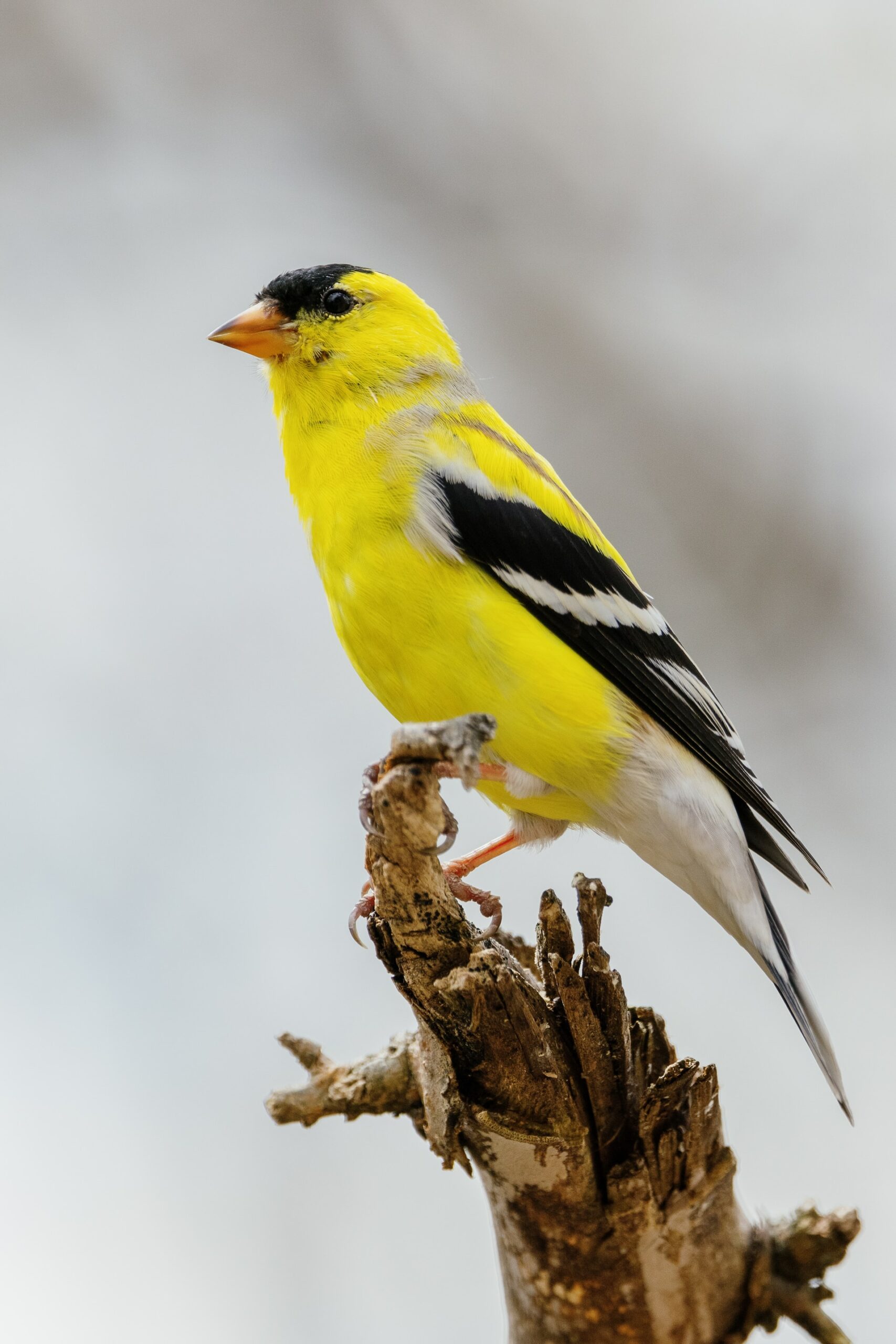 American Goldfinch By Mark Olsen Scaled 